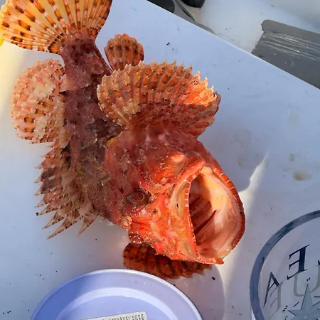 Lägenhet Panoramic Pula